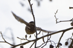 Marsh Tit in Flight