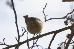 Marsh Tit Back View