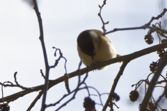 Marsh Tit