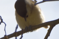 Marsh Tit