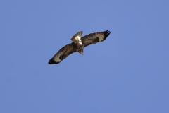 Buzzard in Flight