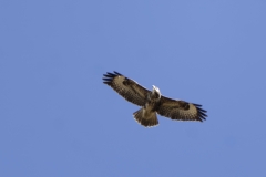 Buzzard in Flight