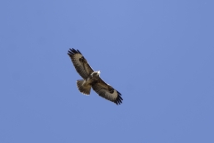 Buzzard in Flight