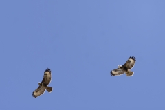 Two Buzzard in Flight