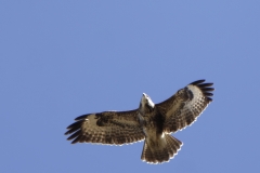 Buzzard in Flight