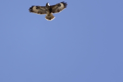 Two Buzzard in Flight