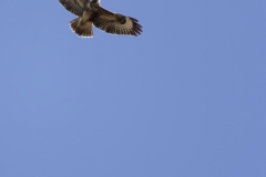 Two Buzzard in Flight