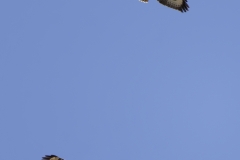 Two Buzzard in Flight