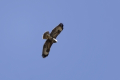 Buzzard in Flight