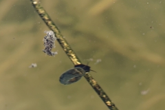 Snail like thing in Shell in River?