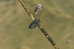 Snail like thing in Shell in River?