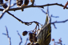 Male Siskin