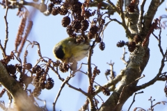 Female Siskin