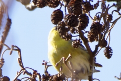 Female Siskin