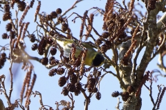 Male Siskin