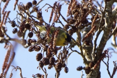 Male Siskin