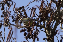 Male Siskin