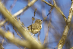 Willow Warbler