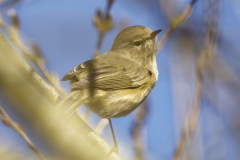 Willow Warbler