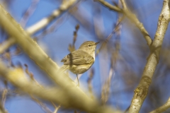 Willow Warbler