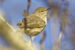 Willow Warbler