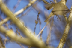 Willow Warbler in Flight