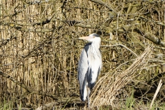 Grey Heron