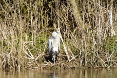 Grey Heron