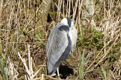 Grey Heron