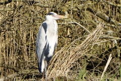 Grey Heron