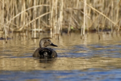 Male Gadwall