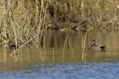 Male & Female Gadwall