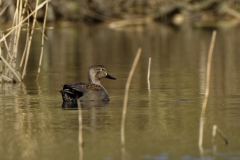 Male Gadwall