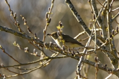 Willow Warbler with Bug