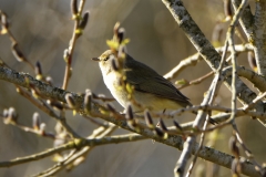 Willow Warbler