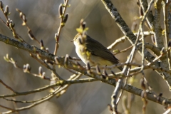 Willow Warbler