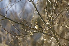 Willow Warbler