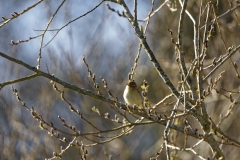 Willow Warbler