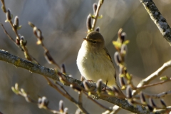 Willow Warbler