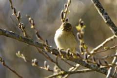 Willow Warbler