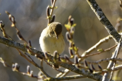 Willow Warbler