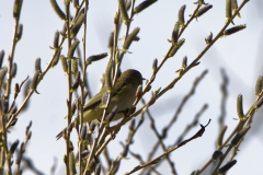 Willow Warbler