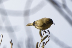 Willow Warbler