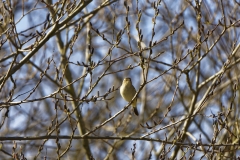 Willow Warbler