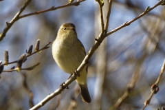 Willow Warbler