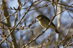 Willow Warbler