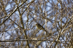 Willow Warbler