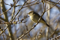 Willow Warbler