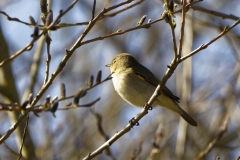 Willow Warbler