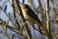 Willow Warbler